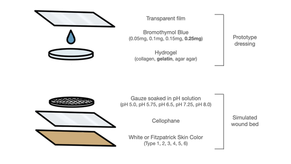 Development of a pH-sensing hydrogel wound dressing for early infection monitoring for all skin color types