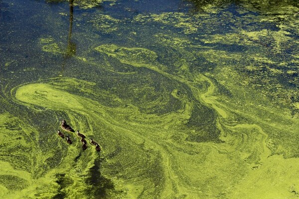 Increased survival of aquatic life through algal pretreatment of nitrate-contaminated runoff