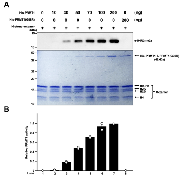 Leaky expression of PRMT1 in <i>Escherichia coli</i> and redox regulation of its histone methyltransferase activity
