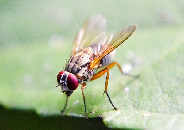 The Effect of the Human <i>MeCP2</i> gene on <i>Drosophila melanogaster</i> behavior and p53 inhibition as a model for Rett Syndrome