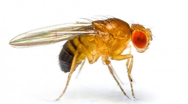 RETRACTED: Effect of Curcumin on Motor Behaviors in <em>Drosophila melanogaster</em> PINK1 Mutant Parkinson’s Model