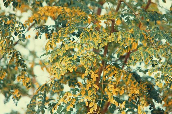 Formulation of novel polyherbal compound MAT20 with phytochemicals found in amla, tulsi, and moringa