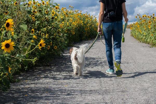 The role of furry friends in facilitating social interaction during the COVID-19 pandemic