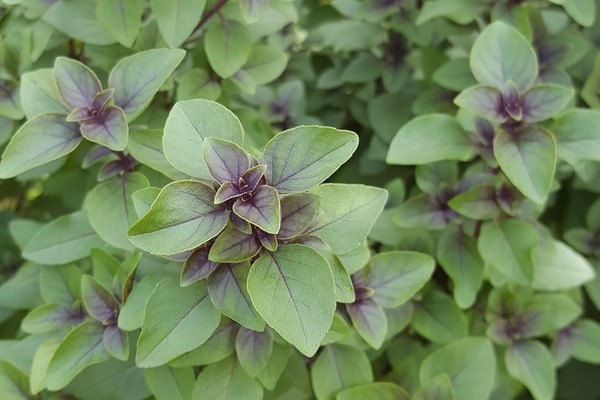 Anticancer, anti-inflammatory, and apoptotic activities of MAT20, a poly-herbal formulation.