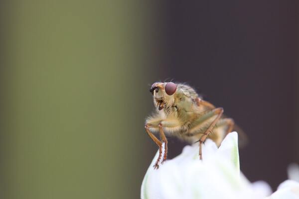 Development of Diet-Induced Insulin Resistance in Drosophila melanogaster and Characterization of the Anti-Diabetic Effects of Resveratrol and Pterostilbene