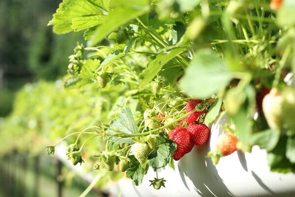 Analysis of biofertilization impacts on <i>Pisum sativum</i>