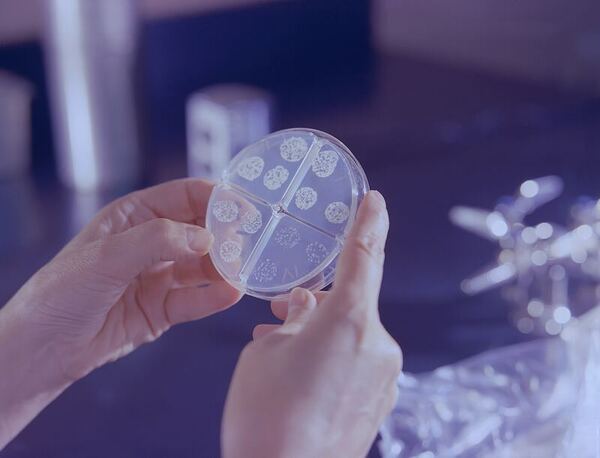 Use of yogurt bacteria as a model surrogate to compare household cleaning solutions