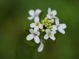 Characterization of Drought Tolerance in Arabidopsis Mutant  fry1-6