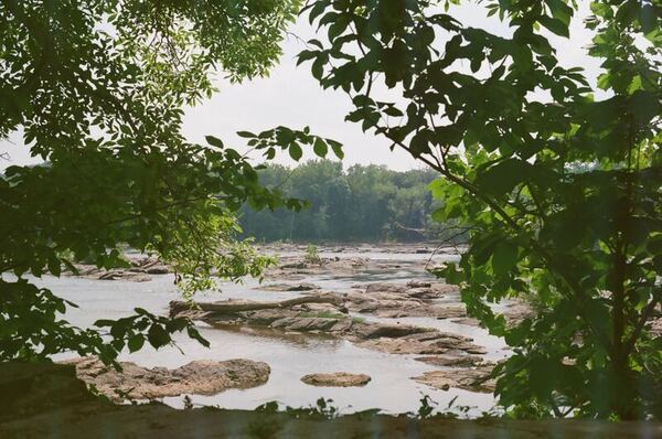 Polluted water tested from the Potomac River affects invasive species plant growth