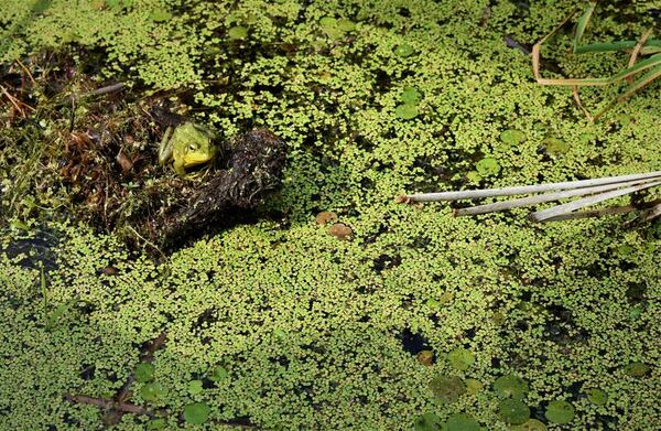 Floating aquatic plants form groups faster through current