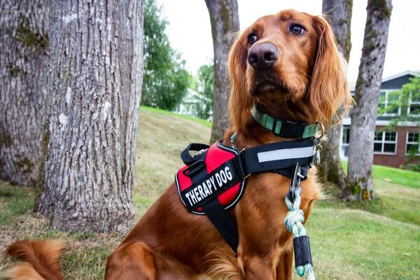 Therapy dogs effectively reduce stress in college preparatory students 