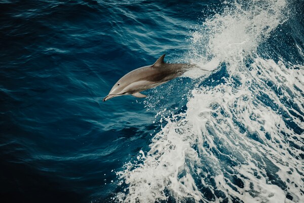 Contribution of environmental factors to genetic variation in the Pacific white-sided dolphin