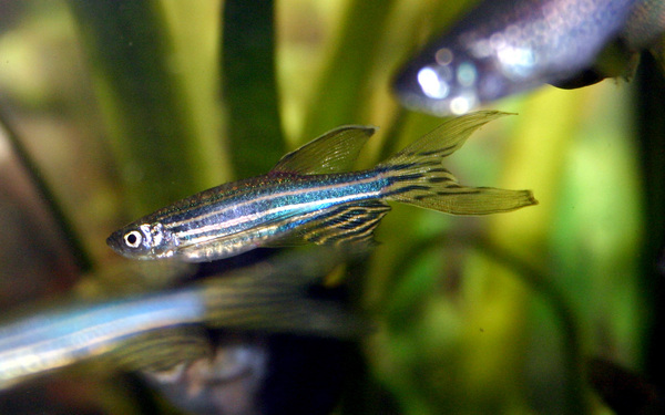 Evaluating Biomarkers and Treatments for Acute Kidney Injury in a Zebrafish Model