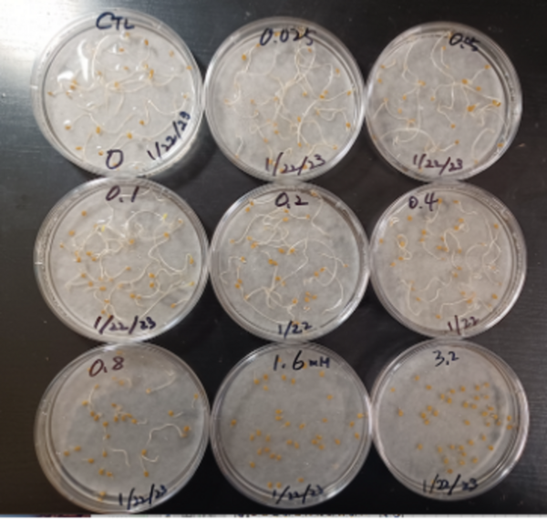 Lactic acid bacteria protect the growth of Solanum lycopersicum from Sodium dodecyl sulfate
