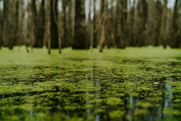 Using two-step machine learning to predict harmful algal bloom risk