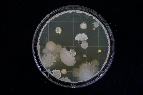 The effect of common food preservatives on the growth of bacteria