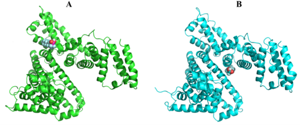 Exploring Interactions between PFAS (Per- and Polyfluoroalkyl Substances) and proteins