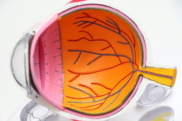 Eye color, visual acuity and photophobia: How eye color affects light sensitivity