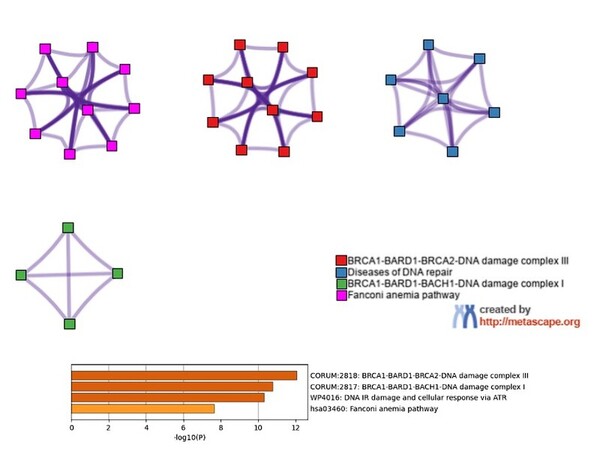Analyzing the effects of genetic mutations in BRCA1, BRCA2, BARD1, and MLH1 in causing different cancers