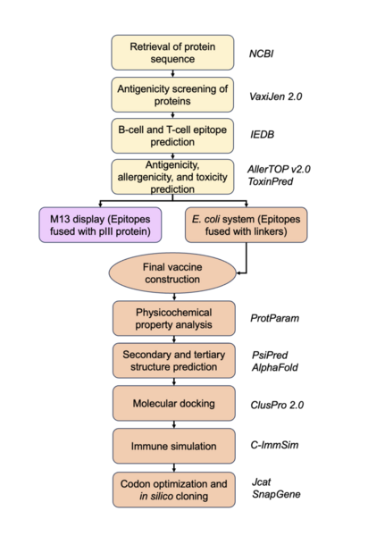 <i>In silico</i> design of an epitope-based vaccine for Rocio virus using phage display and <i>E. coli</i> expression system