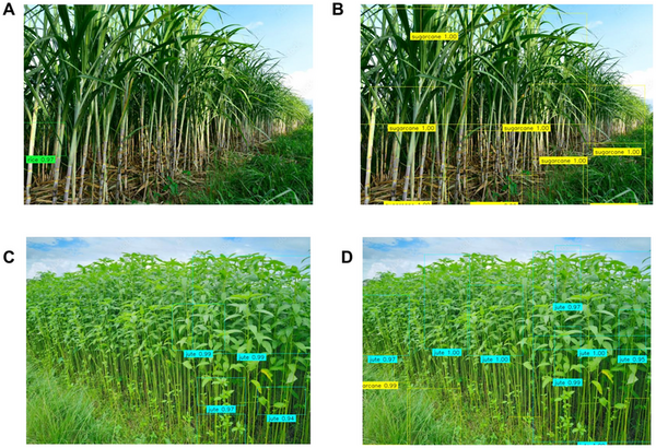 Canopy complexity and plant morphology determine detectability in multi-perspective drone imagery