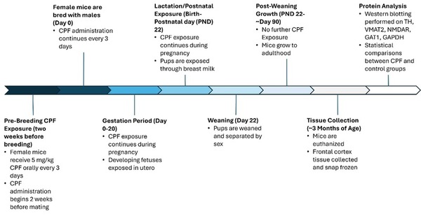 Chlorpyrifos exposure in mice leads to altered expression of key neurodevelopmental proteins